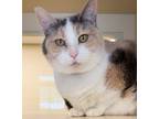 Adopt Stella a Calico or Dilute Calico Domestic Shorthair (short coat) cat in