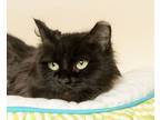 Adopt LUNA a All Black Domestic Longhair (long coat) cat in Wyandotte