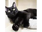 Adopt Jasmine a All Black Domestic Shorthair / Mixed cat in Michigan City