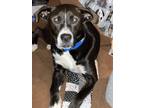 Adopt LokiH a Black - with White Labrador Retriever / Border Collie / Mixed dog