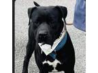 Adopt Onyx a Pit Bull Terrier, Mixed Breed