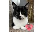 Adopt Oreo a Domestic Shorthair / Mixed (short coat) cat in Hartford City