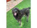 Adopt Reddington a Schnauzer (Standard) / Poodle (Standard) / Mixed dog in
