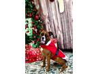 Adopt Freya a Boxer / Rottweiler / Mixed dog in Tiffin, OH (37776275)