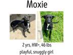 Adopt Moxie a Shepherd (Unknown Type) / Labrador Retriever / Mixed dog in
