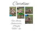 Adopt Caroline a American Pit Bull Terrier / Mixed dog in Albany, GA (37646837)