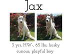 Adopt Jax a Shepherd (Unknown Type) / Mixed dog in Albany, GA (37633766)
