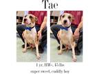 Adopt Tae a Mixed Breed (Medium) / Mixed dog in Albany, GA (37769420)