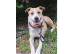 Adopt Nathan a Tan/Yellow/Fawn - with White Black Mouth Cur / Mountain Cur dog