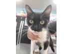 Adopt Perdi a Domestic Shorthair (short coat) cat in Fort Walton Beach