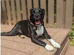 Adopt Milo a Black - with White Staffordshire Bull Terrier / Black Mouth Cur /