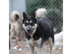 Adopt Dusty a German Shepherd Dog