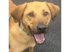 Adopt Alphie a Labrador Retriever