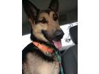 Adopt Denzel a German Shepherd Dog