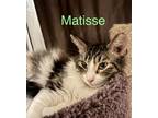 Adopt Matisse a Domestic Long Hair