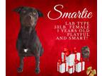 Adopt Smartie a Chocolate Labrador Retriever