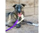 Adopt LUNA LOVEGOOD* a Dutch Shepherd, Mixed Breed