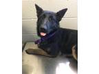 Adopt SYCAMORE a German Shepherd Dog, Mixed Breed
