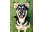 Adopt CeeCee--UPDATED a Siberian Husky, Rottweiler