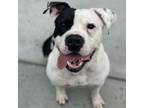 Adopt Millie a American Staffordshire Terrier