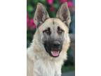Adopt Sandy von Sahms a German Shepherd Dog