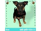 Adopt Kiwi a Hound, Mixed Breed