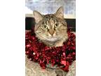 Adopt Beyonce a Domestic Short Hair