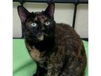 Adopt Kira a Tortoiseshell