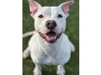 Adopt Millie a Pit Bull Terrier