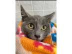 Adopt Mouse a Domestic Short Hair