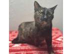 Adopt Gwen a Domestic Short Hair