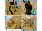 Adopt Tanya and Tony a American Shorthair