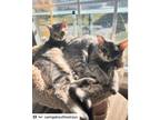 Adopt Rooney and Gracie a American Shorthair
