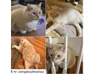 Adopt Stella a American Shorthair