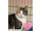 Adopt Diva a American Shorthair