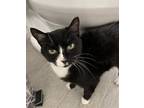 Adopt Wednesday a Domestic Short Hair