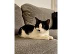 Adopt Mint Tea a Domestic Short Hair