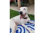 Adopt Dove a Pit Bull Terrier, Mixed Breed
