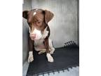 Adopt CHEEKY a American Staffordshire Terrier