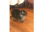 Adopt Rose Archdeacon a Domestic Short Hair