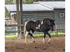 Adopt Jaina a Draft, Quarterhorse