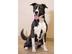 Adopt Mia a Siberian Husky, Pit Bull Terrier