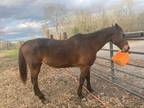 Adopt Charm a Quarterhorse