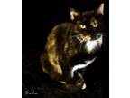 Adopt Sasha a Domestic Short Hair, Tortoiseshell