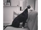 Adopt Wacha a American Staffordshire Terrier