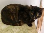 Adopt Pookie a Domestic Short Hair