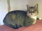 Adopt Scrabble a Domestic Short Hair