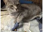 Adopt Jenga a Domestic Short Hair