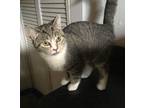 Adopt Calliope a Domestic Short Hair