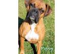 Adopt Missy a Boxer